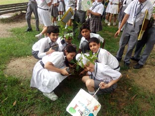 St. Mark's School, Meera Bagh - Tree Plantation : Click to Enlarge