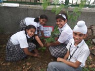 St. Mark's School, Meera Bagh - Tree Plantation Drive : Click to Enlarge