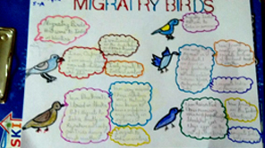 SMS Girls School, Meera Bagh - World Migratory Bird Day Celebrated : Click to Enlarge