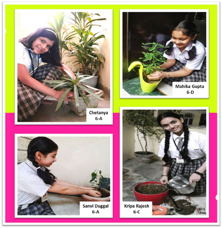 St. Mark's Girls School - Plantation Drive on the occasion of Vanmahotsav : Click to Enlarge