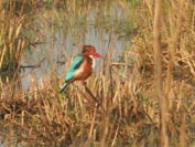 St. Mark's Girls School - Visit to Sultanpur Bird Sanctuary : Click to Enlarge