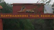 SMS Girls School - A visit to Ranthambore : Click to Enlarge